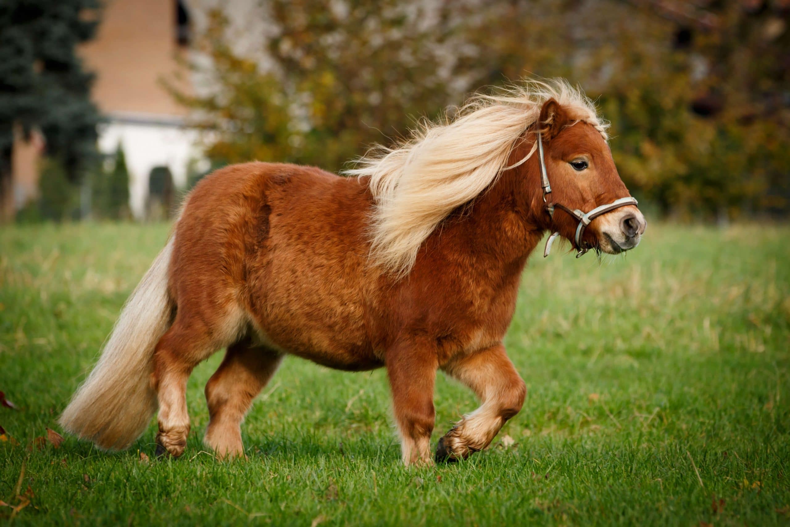 Маленькая лошадка пони. Мини Шетти порода лошадей. Карликовый шетлендский пони. Пони шетлендской породы. Шетлендский пони рыжий.