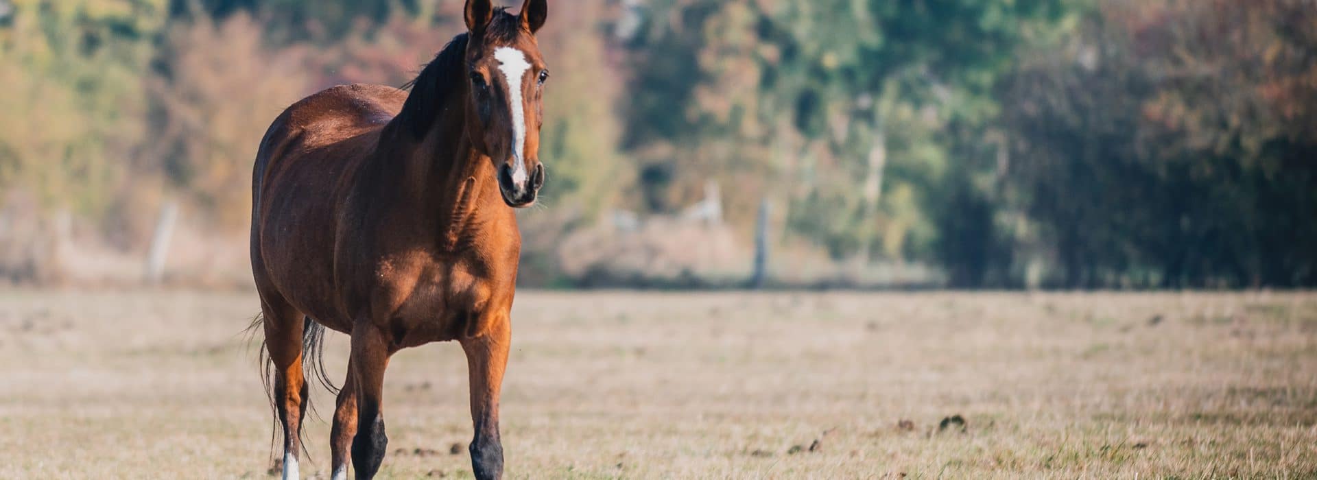 Comment bien nourrir un cheval âgé ?