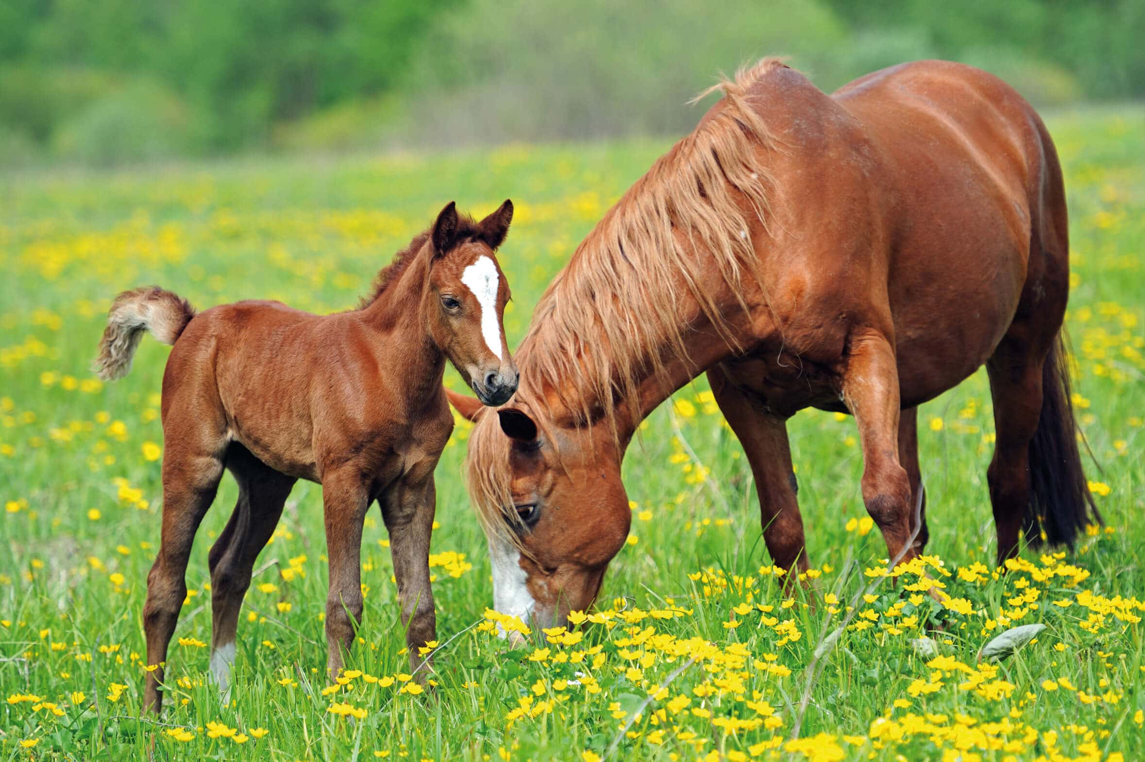 Evolution Des Besoins De La Poulini re En Acides Gras Essentiels Destrier